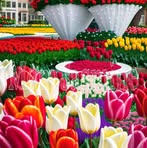 Reshma Begum - Facebook