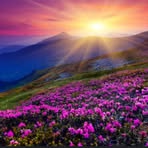 Reshma Begum - Facebook