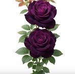 Reshma Dalvi - Facebook