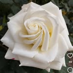Reshma Sheikh - @reshmashaikh_8070 - Instagram