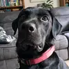 Reuben Lloyd - @reudog145 - TikTok