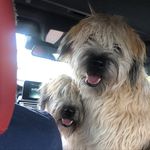 Reuben & Murray - @a_tail_of_2_terriers - Instagram