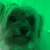 SCREAM if you want the cream - @rubensallman - TikTok