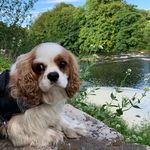 Reuben Wallace - @reuben.the.king.charles - Instagram