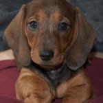 Reuben Walter Dible🐾🖤 - @reuben_the_dachshund_ - Instagram