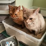 Walter & Reuben - @walterandreuben - Instagram