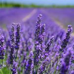 Reva Rice - @doterra_revarice - Instagram