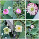 Revathi Rao - @harith_gruha - Instagram