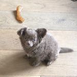 Rex Bailey - @rex_chihuahua_2020 - Instagram