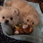 Rex bailey And Lexie 💗 - @booppupnose - Instagram