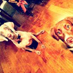 We're The Ballard Dogs! - @trinityrexballard - Instagram
