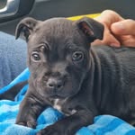 Rex a Barry - @rex.and.barry.dogs - Instagram
