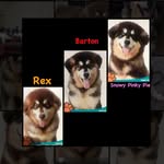 💖Chloe’s Malamute Fam💖 - @barton_rex_snowypinkypie - Instagram