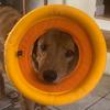 Rex - @rex_on_the_beach_ - TikTok