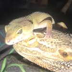Rex & Bean - @rexnbean - Instagram