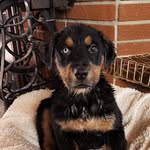 Rex & Bean - @rexandbeans1 - Instagram