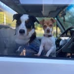 Rex & Bean - @rexandbeanie - Instagram