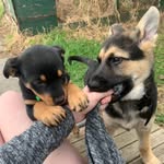 Rex & Bean 🐾 - @rex_and_bean - Instagram