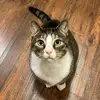 trexbean - @trexbean - TikTok