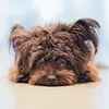 bear_rexha - @bear_rexha - TikTok