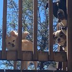 @rex__bear - Instagram