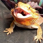 Rex The Bearded Dragon - @rex_bearded - Instagram
