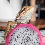 Rex - Bearded Dragon 🦖🌸 - @rex_bearded.dragon - Instagram