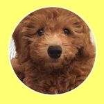 🐻🐾Rex•puppy•bear🐾🐻 - @rex_bear_0219 - Instagram