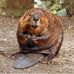 Rex Beaver - Facebook
