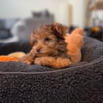 Rex Benjamin - @rex.theyorkiepoo - Instagram
