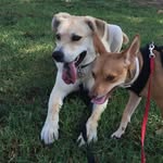 Rex & Biggs - @rex_and_biggs - Instagram