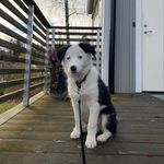 Rex - @blandisenrex - Instagram