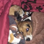 Rex And Boone - @booneandrex - Instagram