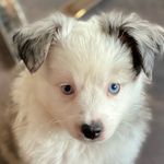 Rex and Bradley - @2toyaussies - Instagram