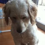 Rex - @rexbraun - Instagram