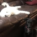 Rex & Callie🐾❣️ - @rex.callie - Instagram