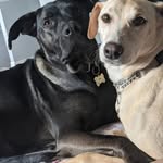 Rex & Callie - @_rexcallie_ - Instagram