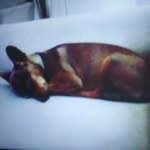 Rex (call 254-633-0415) - @rex_.doggie - Instagram