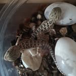 rexcalliehatchlings - @rexcalliehatchlings - Instagram