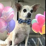 Rex Carr - @rextherescue2020 - Instagram
