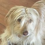 Rex Carter - @rex_doggo___ - Instagram