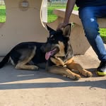 Rex Castro - @rexgermandog - Instagram