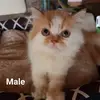 Rex Castro - @rex.castro66 - TikTok