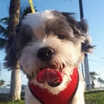 Rex di menor sabrino de castro - @rexsabrinooficial - Instagram