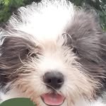 Rex di Menor Sabrino de Castro - @rexsabrino - Instagram