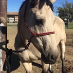 Rex Chaney - @rexchaney76 - Instagram