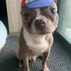 Rex - @rexcharles65 - TikTok