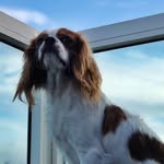 Rex the King Charles - @kingrex_69 - Instagram