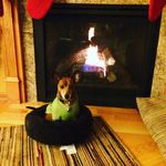 Rex Clark - @dog.is.rex_clark - Instagram