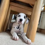 Rex clark - @rex_the_dalmatian_21 - Instagram